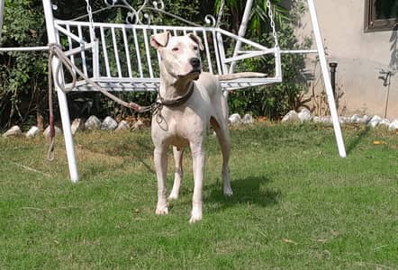 Khoti gultier breeder female