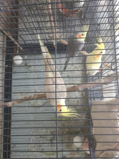 1 female white, 1 pair breeding