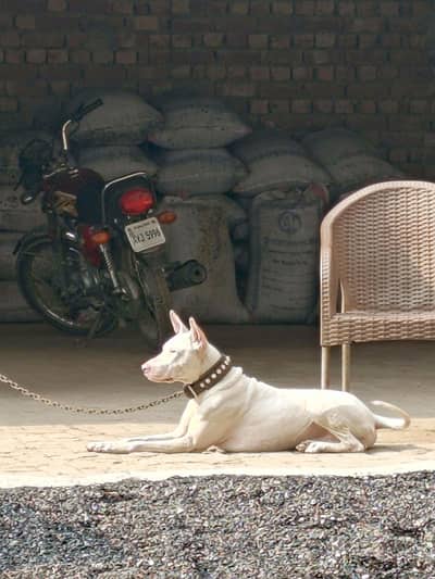 kohati gultair pink nose