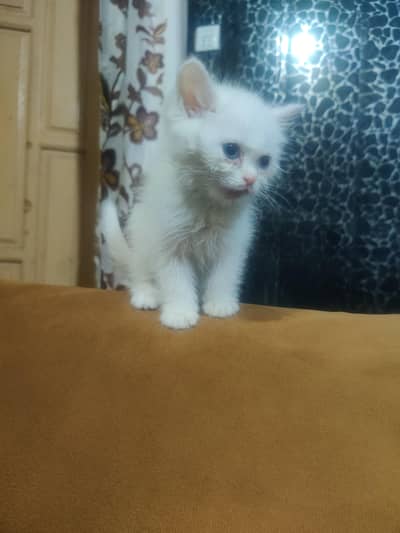Triple coted with blue eyes kitten