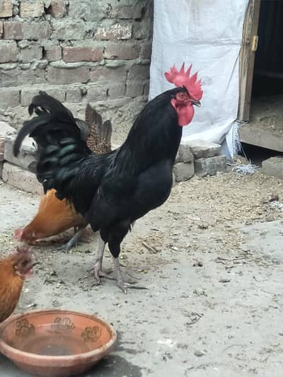 for sale 03248461840