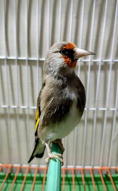 Canary Goldfish Available