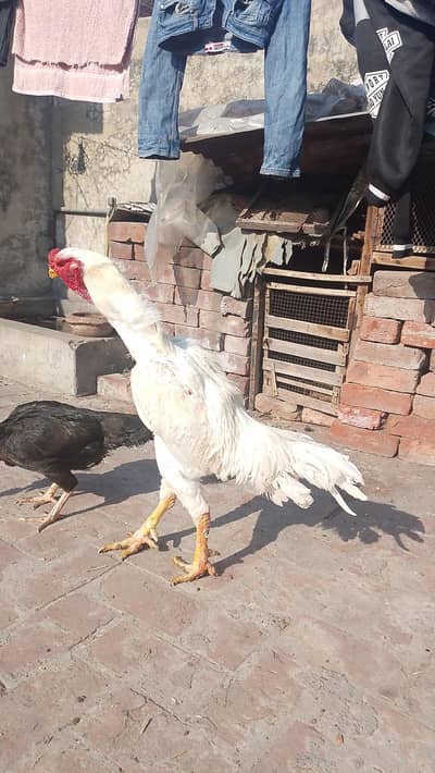 Shamoo Breeder Male for sale