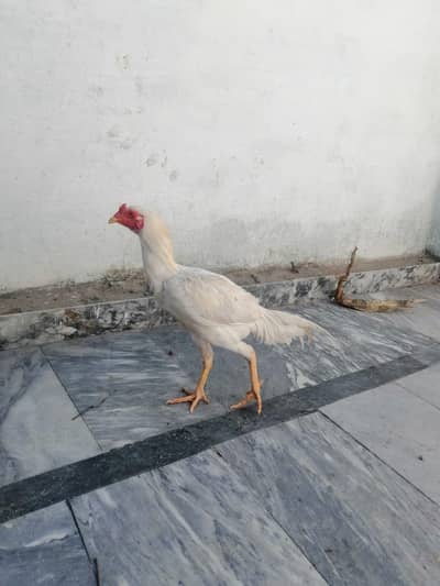 White aseel patha for sale and exchange