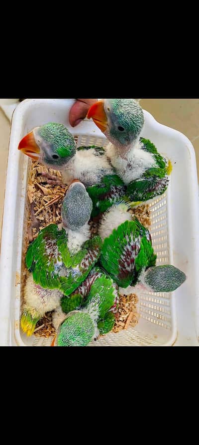 r and k chiks available