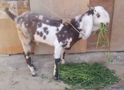 Bakra For Sale