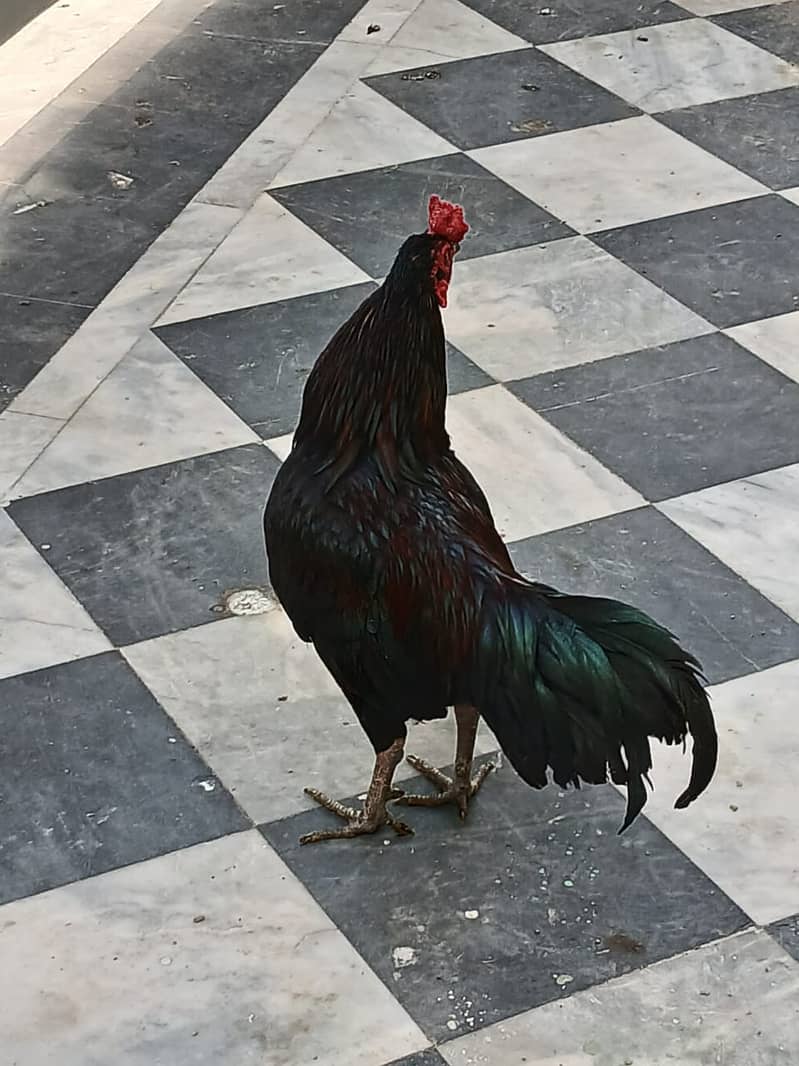 اصیل نسل کا مرغ فروخت کے لیے 1