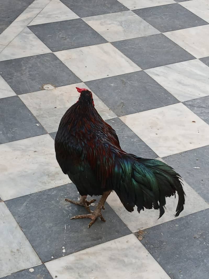 اصیل نسل کا مرغ فروخت کے لیے 2