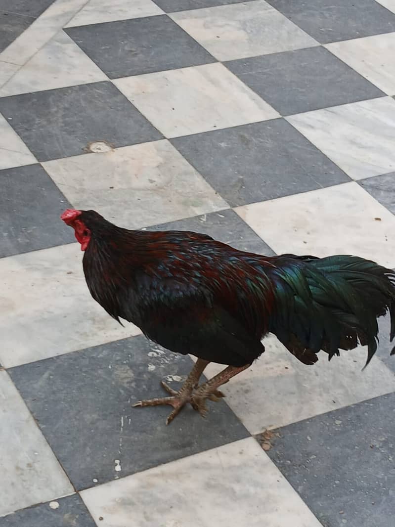 اصیل نسل کا مرغ فروخت کے لیے 3