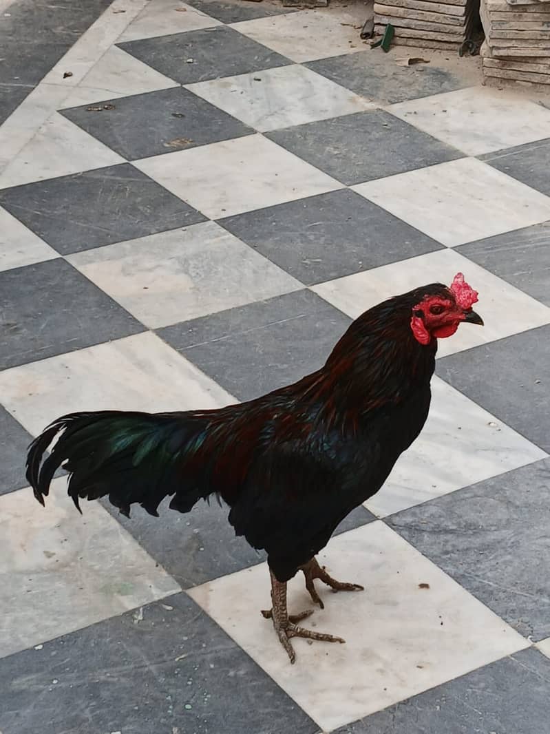 اصیل نسل کا مرغ فروخت کے لیے 4