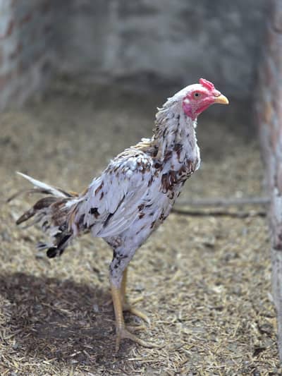 Aseel Mianwali Male for sale