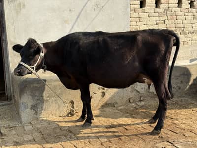 2 Cows Aik Buffalo or aik Qurbani wala Wachra For Sale