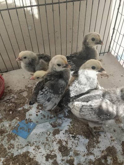 Spirit English Game Chicks