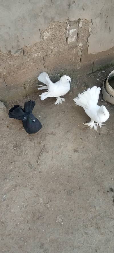 pure white laka for sale