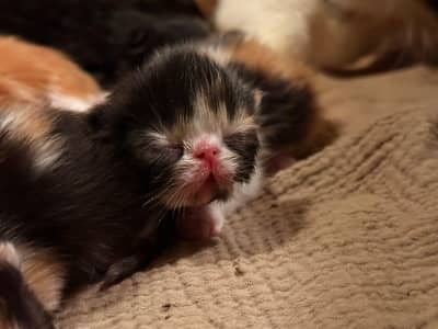 pure Persian piki face kitten