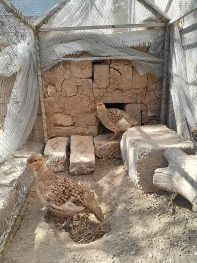 irani teetar pair healthy active