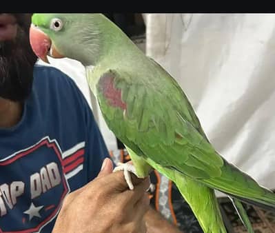 Raw kashmiri Islamic wording 03190150180