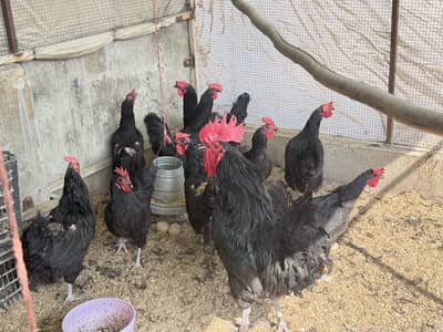 Austrloup hens