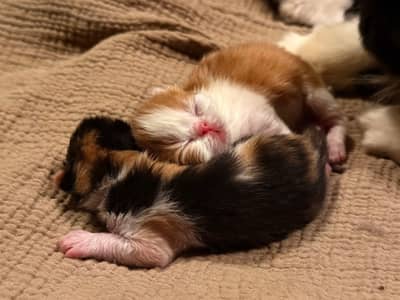 pure piki face kitten