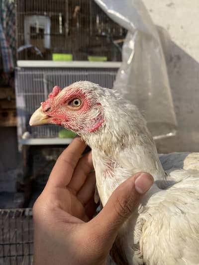 Heera aseel hen pure burmi