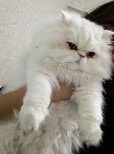 Persian Male Cat for S-T-U-D