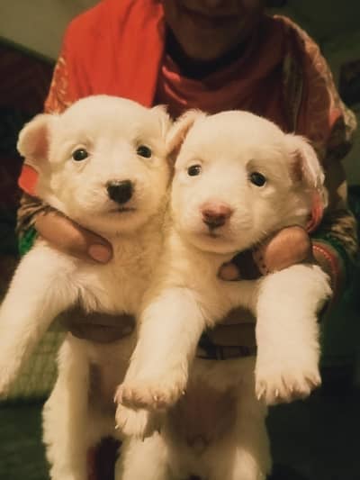 Russian puppies