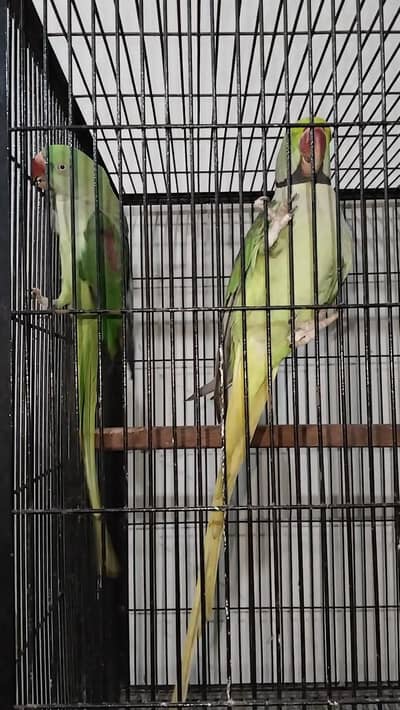 Raw pair talking pair