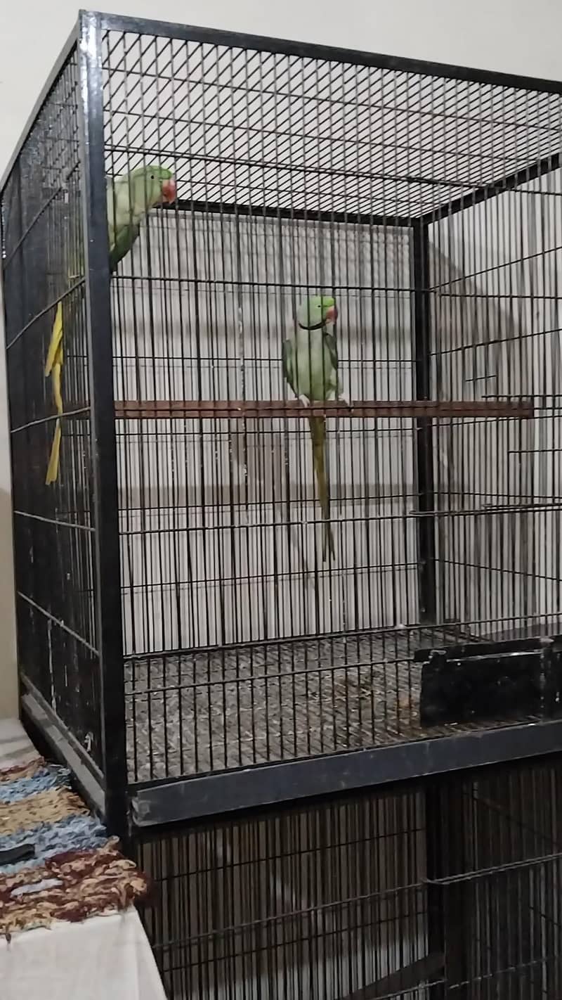 Raw pair talking pair 1