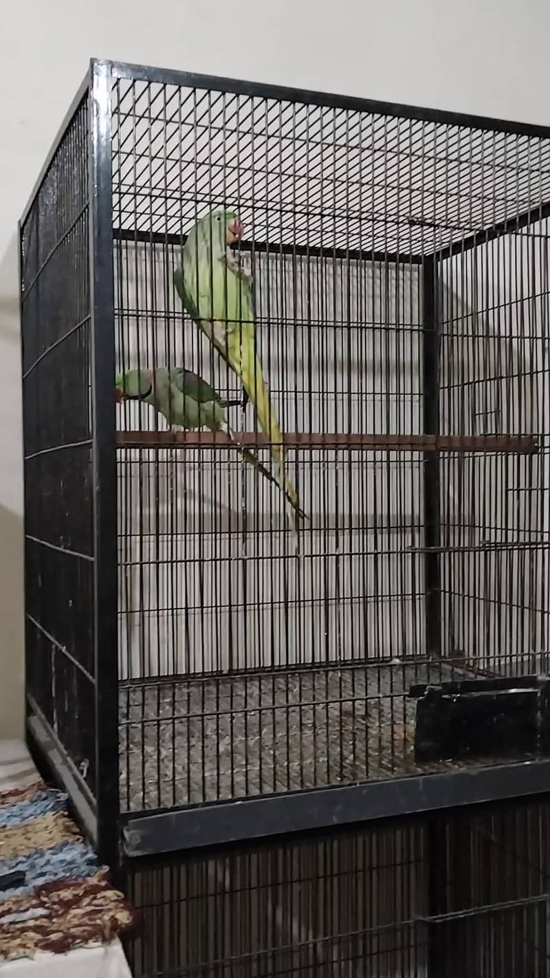 Raw pair talking pair 2