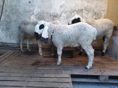 Sheeps for Qurbani
