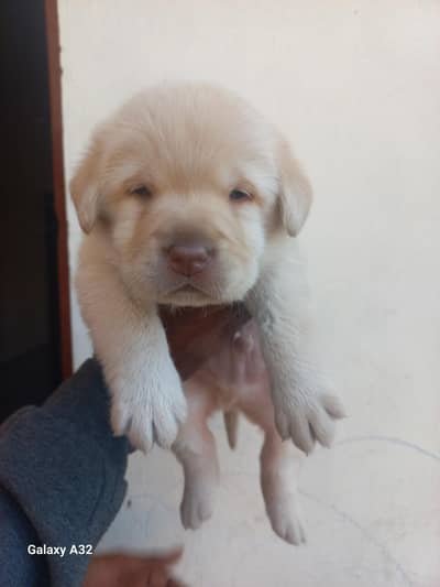 Top Quality British Labrador Male Puppy |puppies |Dog