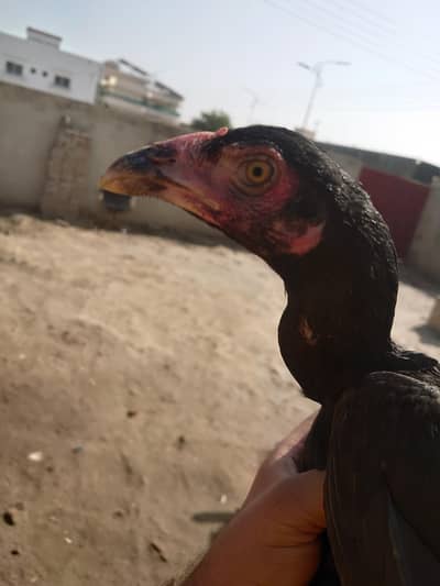 2 female aseel hens 03096849690