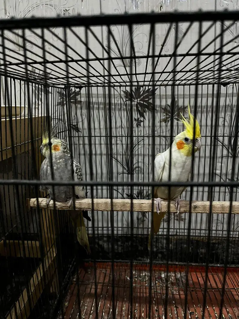 cocktail breader pair — photo 2