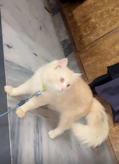 Long tail breed premium cat