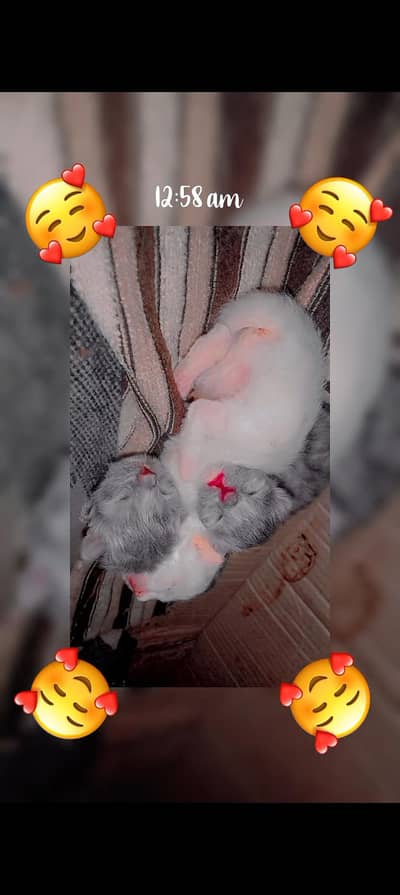 Persian kittens home breed