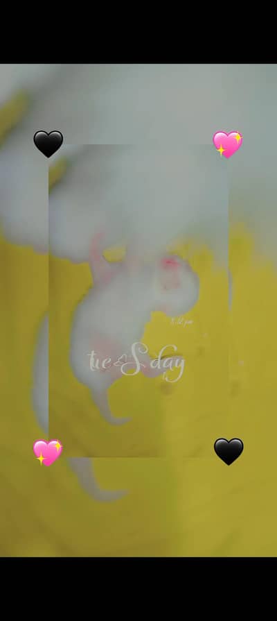 cute persian kittens home breed