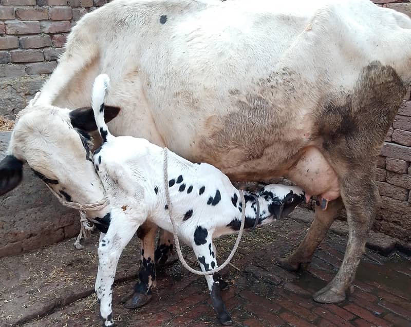 کلودودھ14      تازہ سوئی گاۓبراۓ فروخت 14کل 0