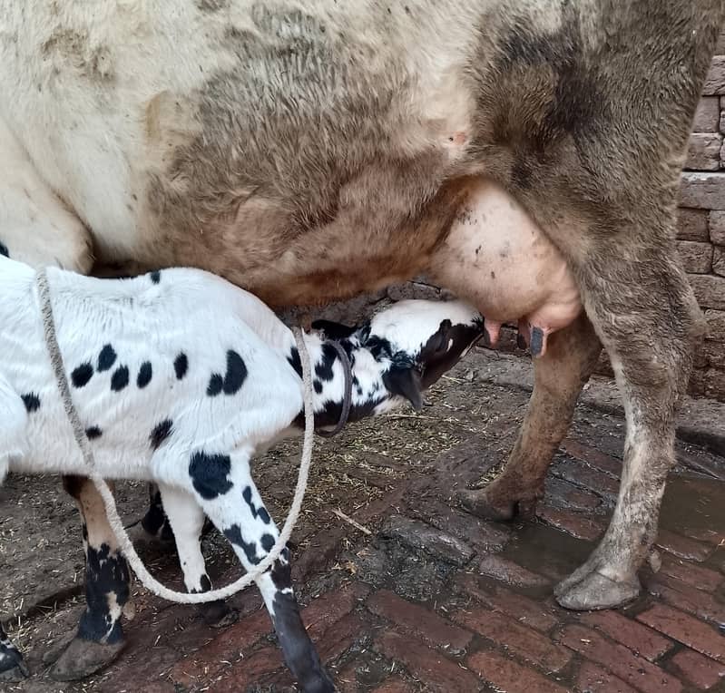 کلودودھ14      تازہ سوئی گاۓبراۓ فروخت 14کل 1