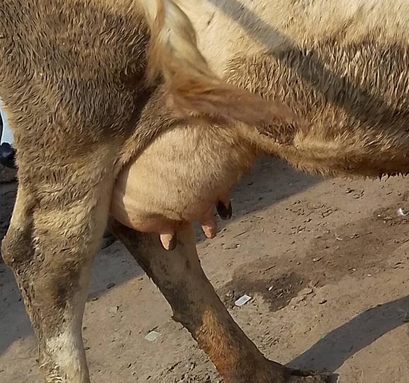 کلودودھ14      تازہ سوئی گاۓبراۓ فروخت 14کل 2