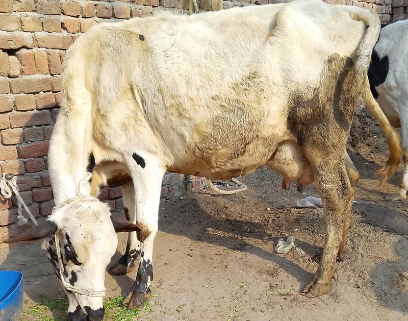 کلودودھ14      تازہ سوئی گاۓبراۓ فروخت 14کل 3