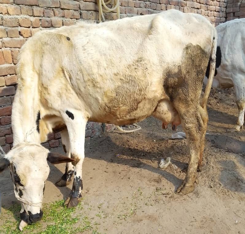 کلودودھ14      تازہ سوئی گاۓبراۓ فروخت 14کل 4