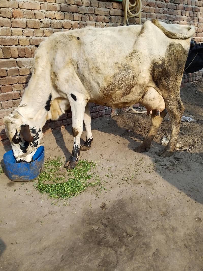 کلودودھ14      تازہ سوئی گاۓبراۓ فروخت 14کل 5