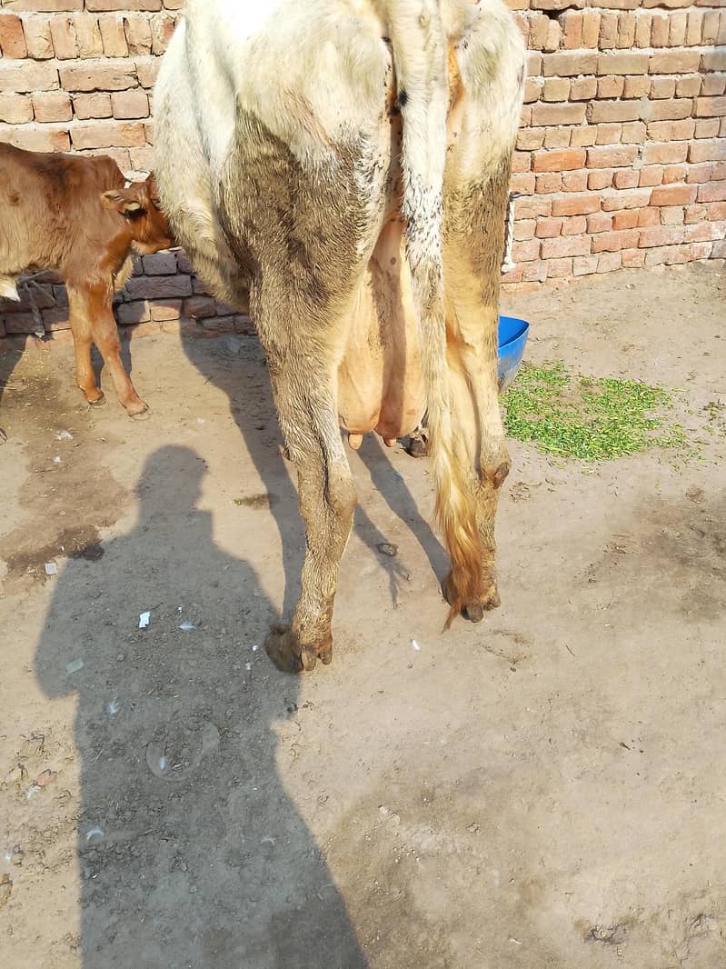 کلودودھ14      تازہ سوئی گاۓبراۓ فروخت 14کل 8