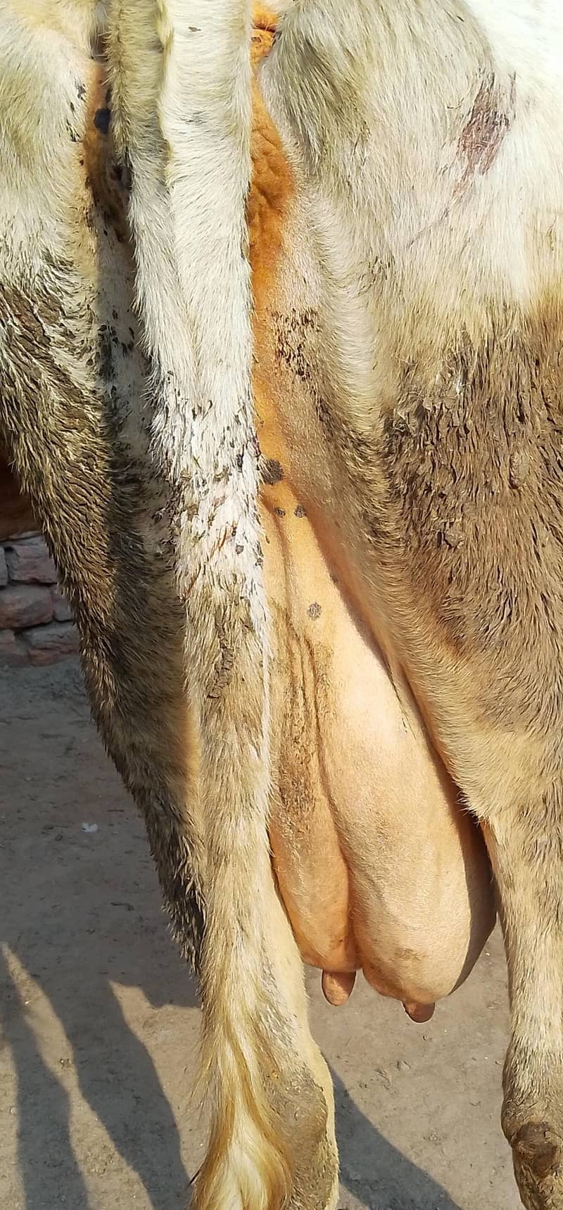 کلودودھ14      تازہ سوئی گاۓبراۓ فروخت 14کل 9