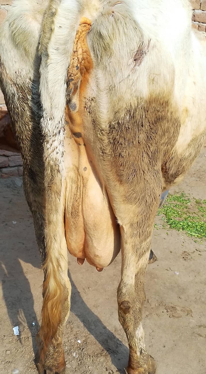 کلودودھ14      تازہ سوئی گاۓبراۓ فروخت 14کل 10