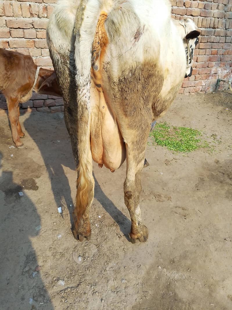 کلودودھ14      تازہ سوئی گاۓبراۓ فروخت 14کل 11