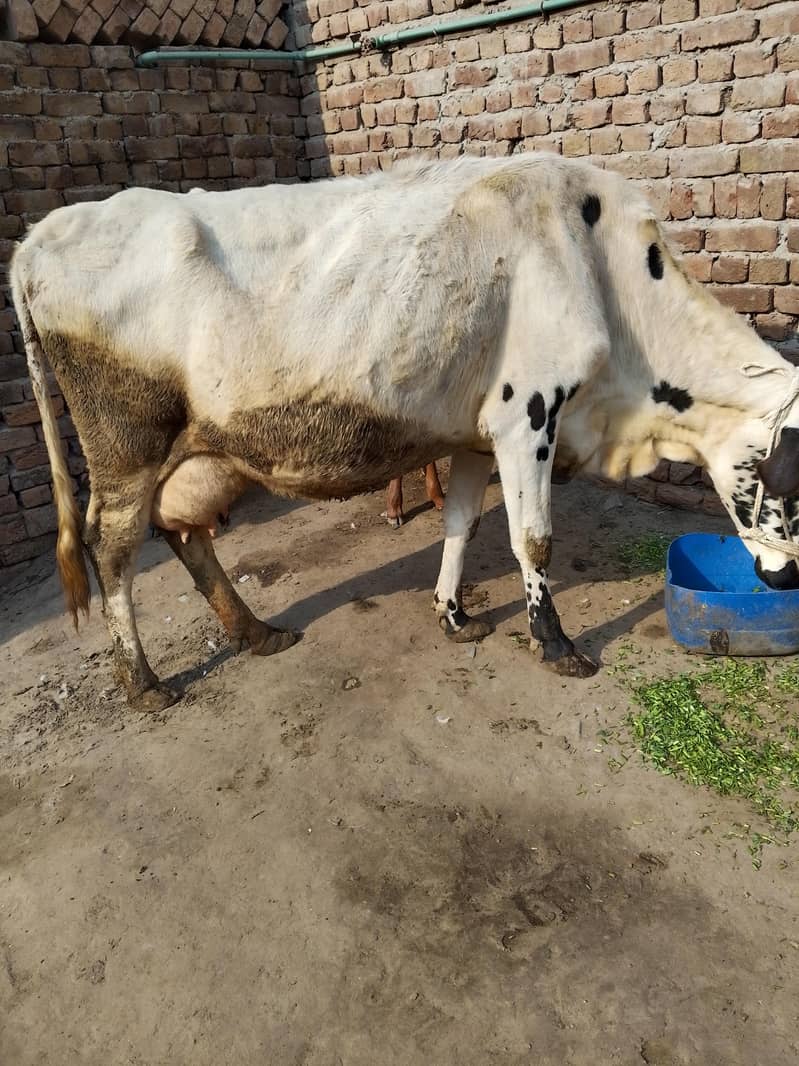 کلودودھ14      تازہ سوئی گاۓبراۓ فروخت 14کل 12