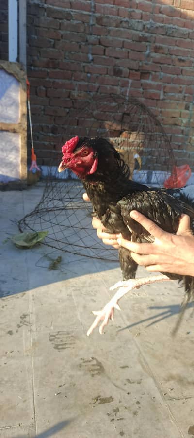 Aseel Hens Home Breed