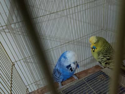 Exzi BW Breeder piar  03212683639