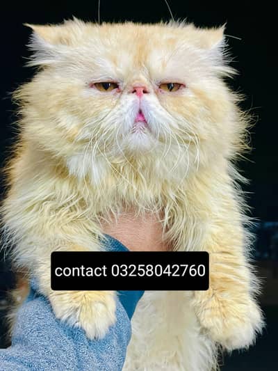 Piki Face male cat available for*meeting*
